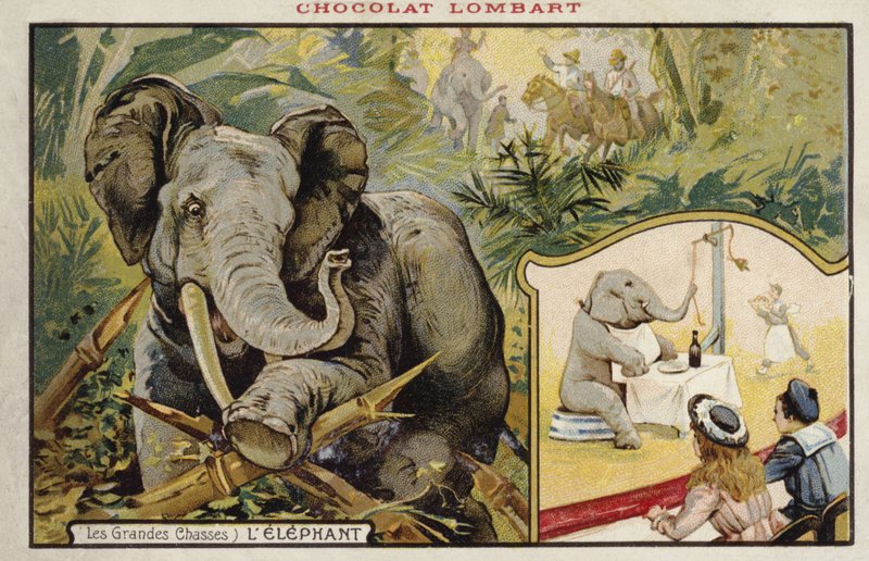 Elefante de French School