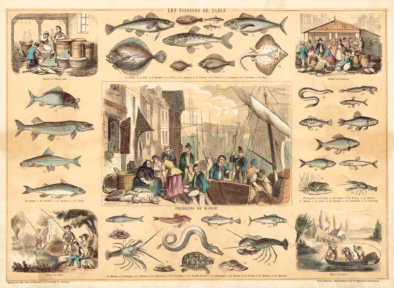 Peces (litografía en color) de French School