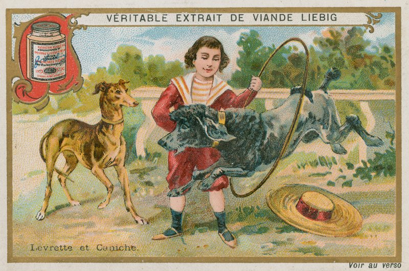 Galgo y caniche de French School