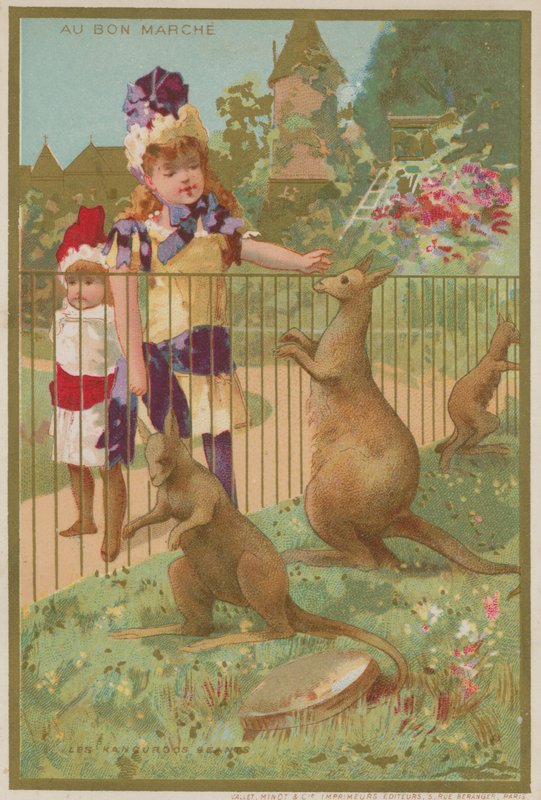 Canguros en un zoológico de French School