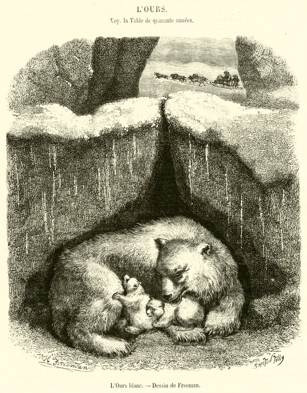 El oso blanco de French School