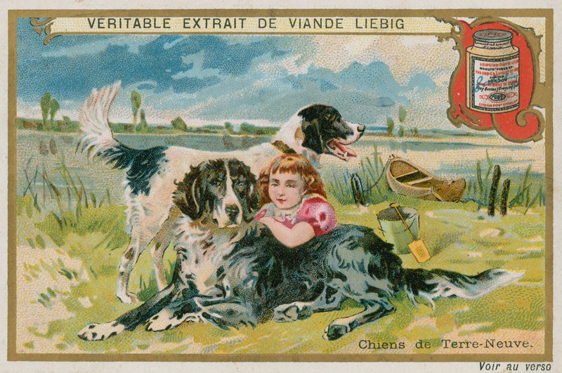 Perros Terranova de French School