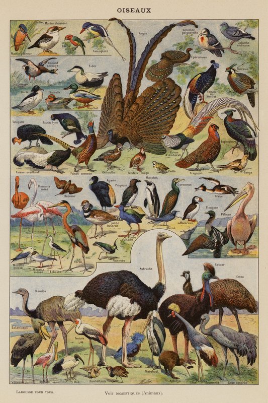 Pájaros (litografía en color) de French School