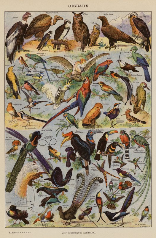 Pájaros (litografía en color) de French School