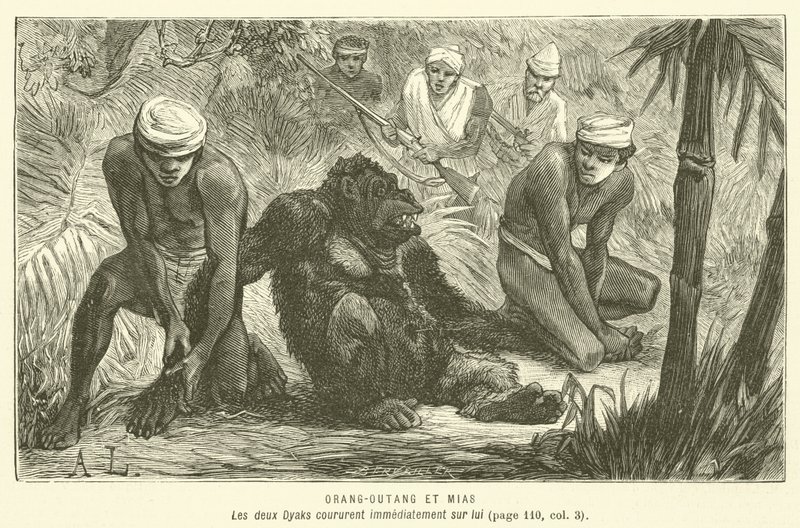 Orangután y Mias de French School