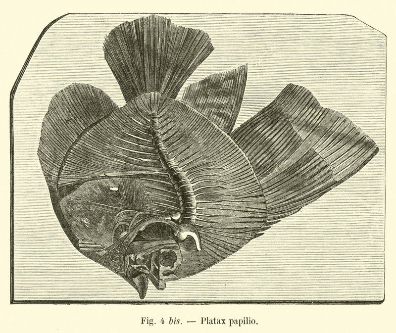 Platax papilio de French School