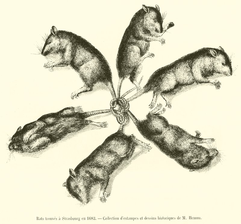 Ratas encontradas en Estrasburgo en 1683 de French School