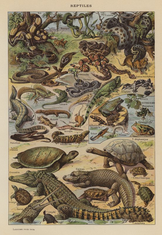 Reptiles (litografía en color) de French School