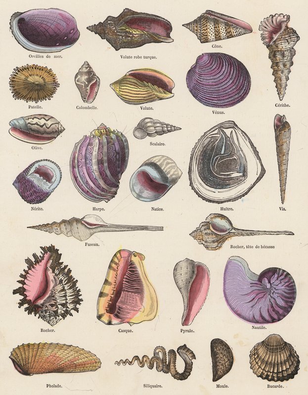 Conchas marinas (grabado en color) de French School
