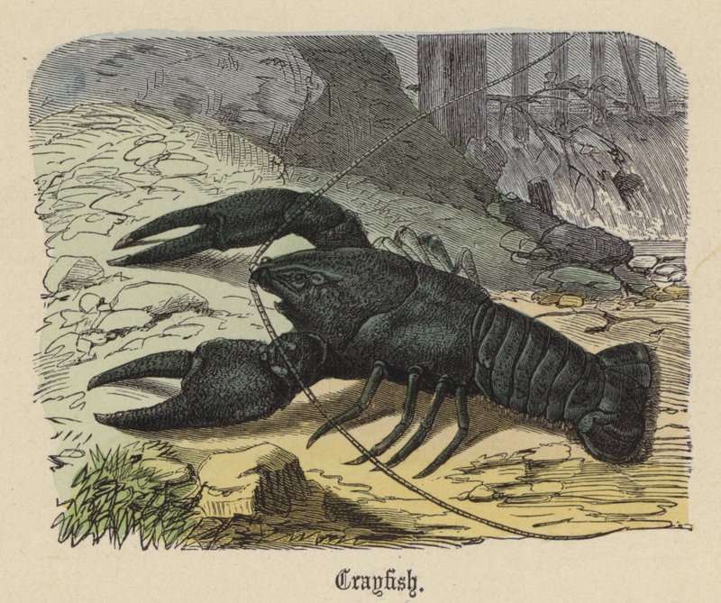 Cangrejo de Río de Friedrich Specht