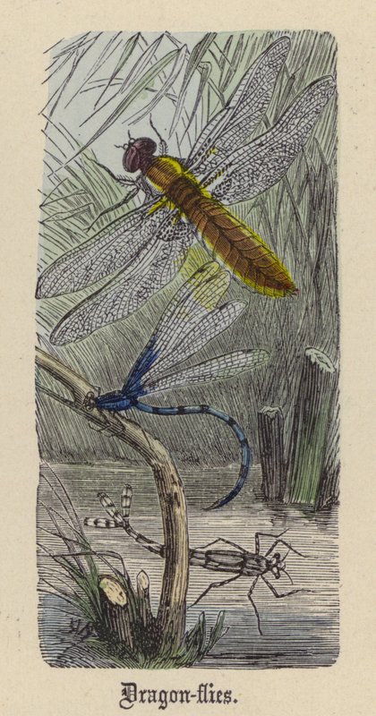 Libélulas de Friedrich Specht