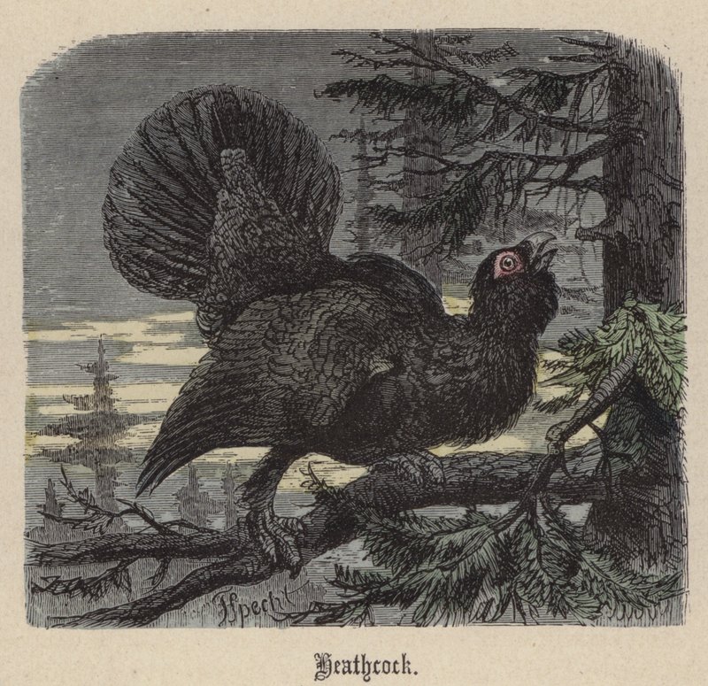 Gallo de Monte de Friedrich Specht