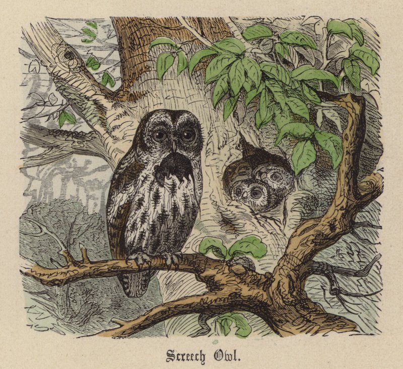Lechuza de Friedrich Specht