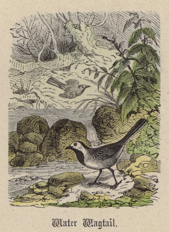 Lavandera de Friedrich Specht