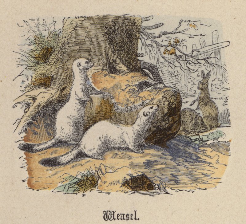Comadreja de Friedrich Specht