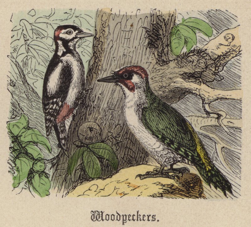 Pájaros Carpinteros de Friedrich Specht
