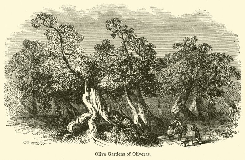 Jardines de olivos de Oliveras de G. F. Sargent