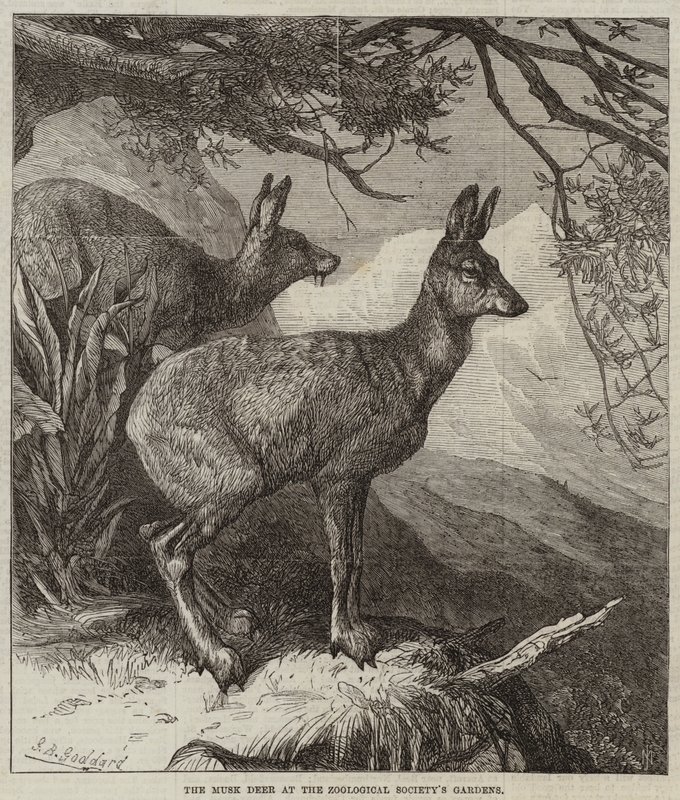 El ciervo almizclero en los Jardines de la Sociedad Zoológica de George Bouverie Goddard