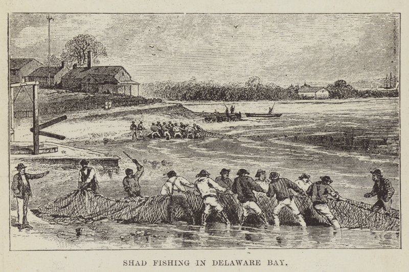 Pesca de sábalo en la bahía de Delaware de George Augustus Sala