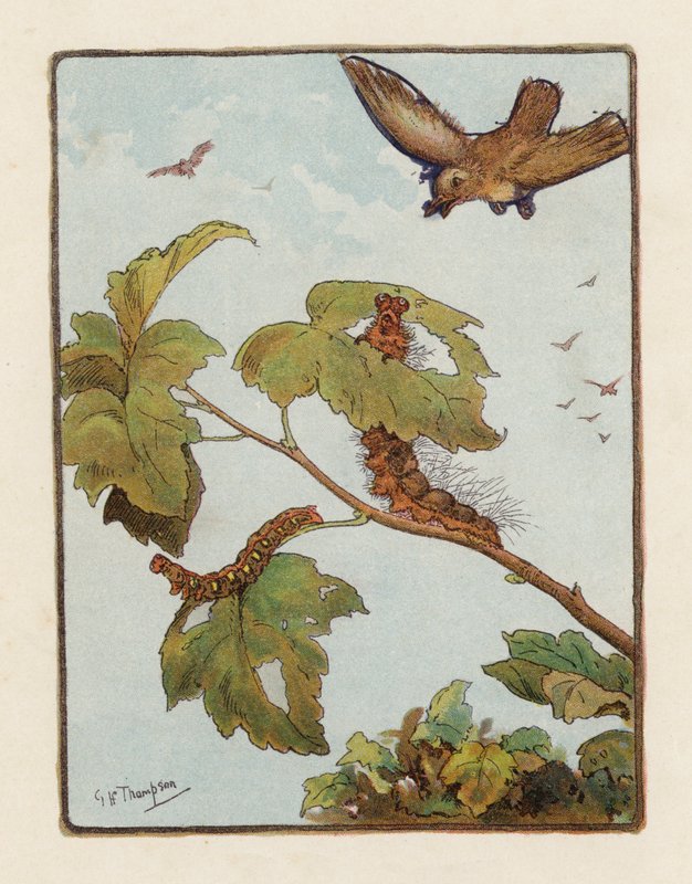 La oruga (litografía en color) de George Henry Thompson