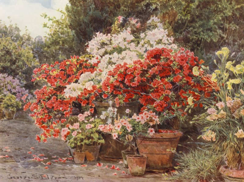 Jardines italianos: Azaleas (litografía en color) de George Samuel Elgood