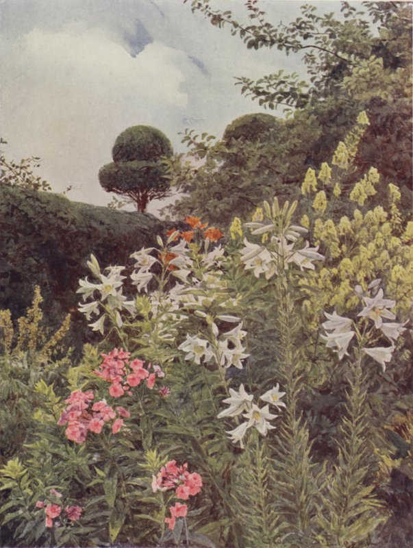 Lirios blancos y acónito amarillo de George Samuel Elgood