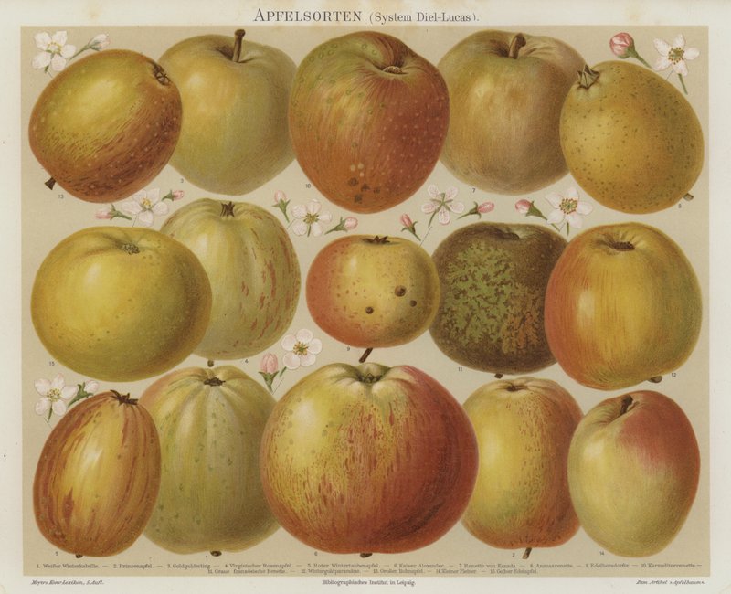 Manzanas de German School