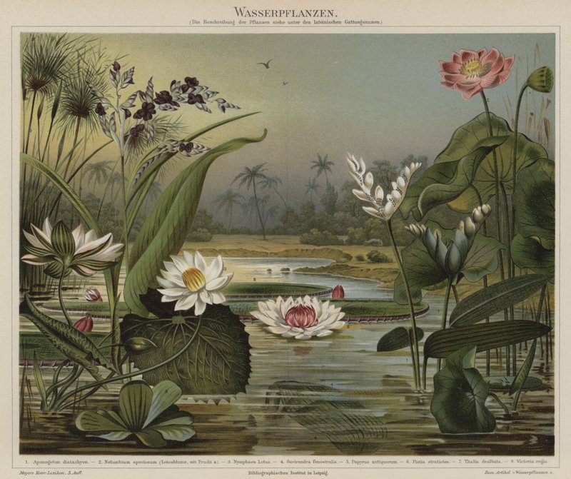 Plantas acuáticas de German School