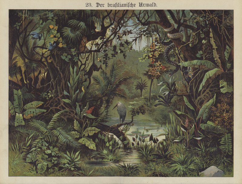 Selva tropical brasileña de German School