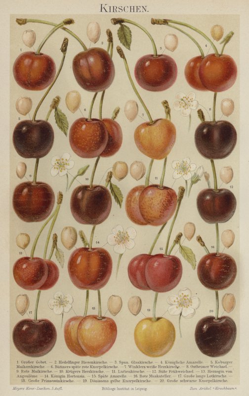 Cerezas de German School