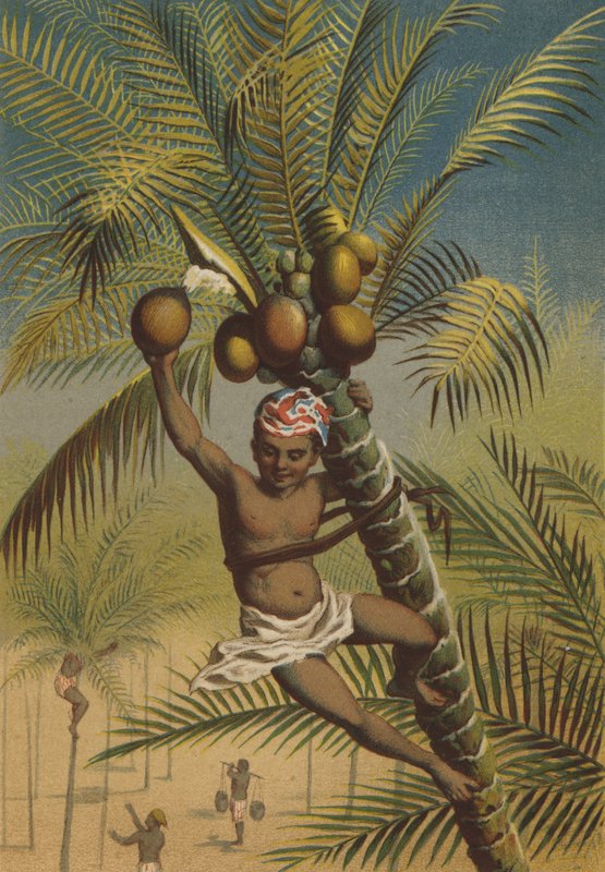 Palmeras de coco de German School