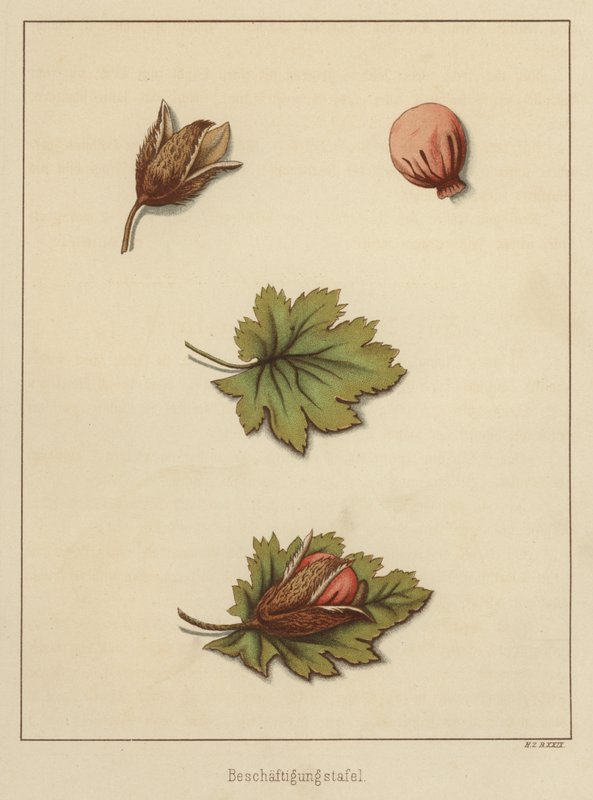 Manualidades (litografia a color) de German School