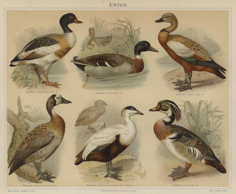 Patos (litografía en color) de German School