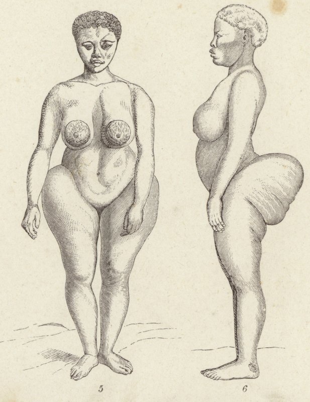 Venus hotentote de German School