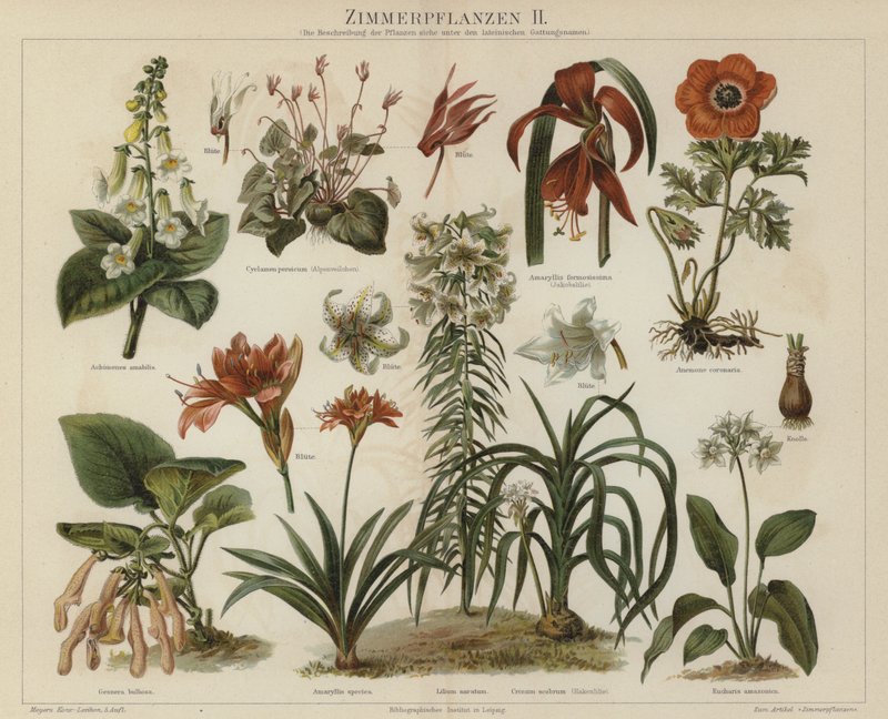Plantas de interior (litografía en color) de German School