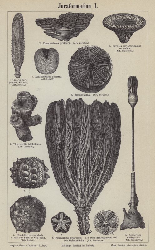 Fósiles jurásicos (grabado) de German School