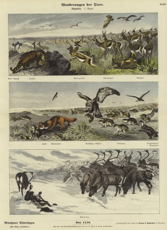 Migraciones de Animales de German School
