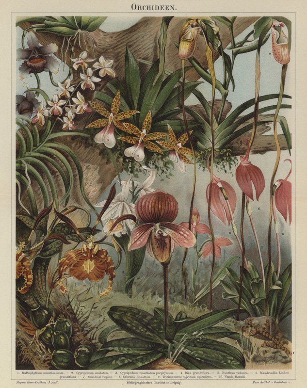 Orquídeas de German School