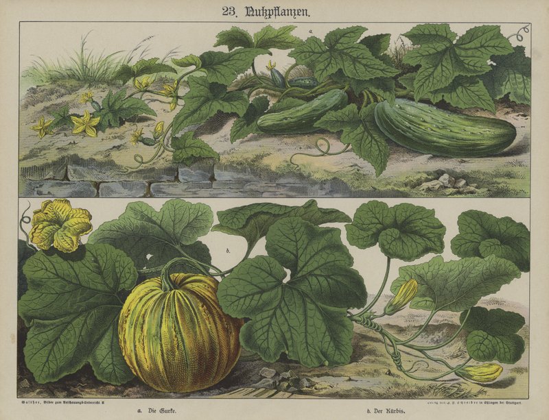 Plantas de German School