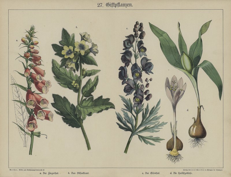Plantas de German School