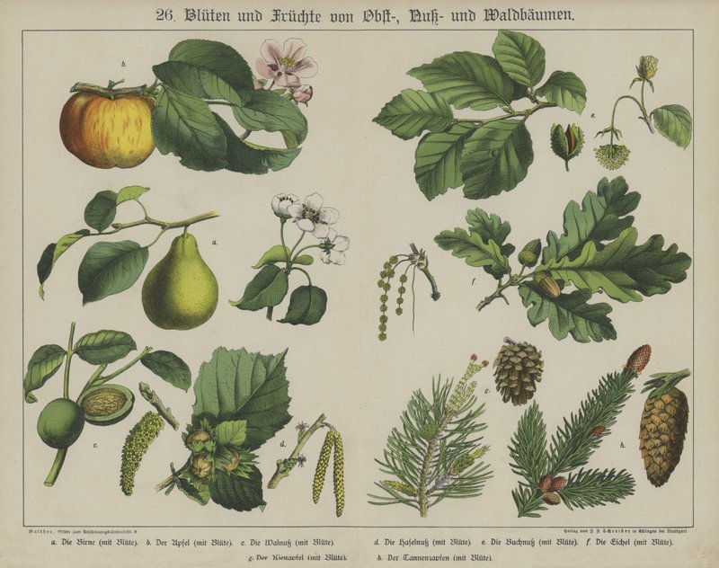 Plantas de German School