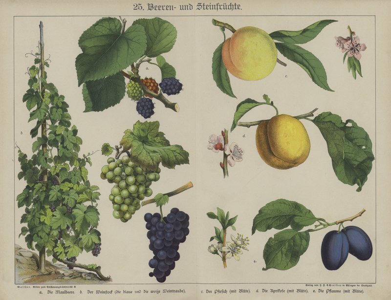 Plantas de German School