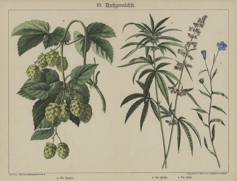 Plantas de German School