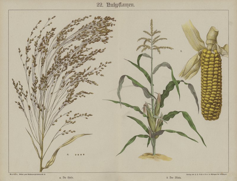 Plantas de German School