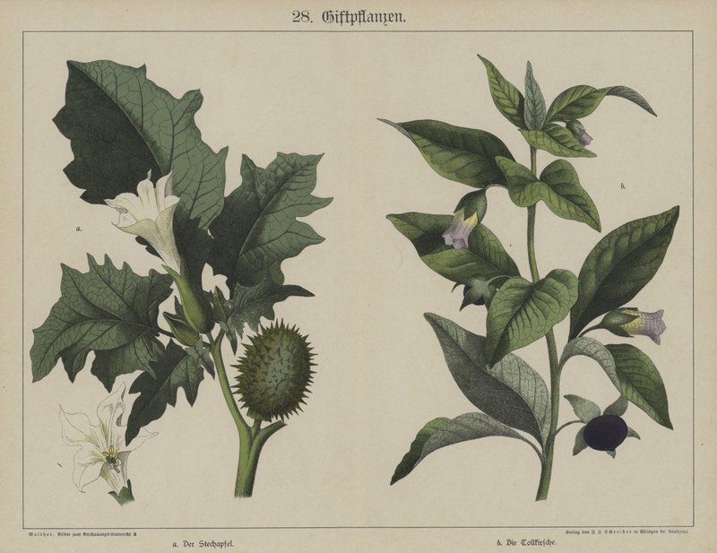 Plantas de German School