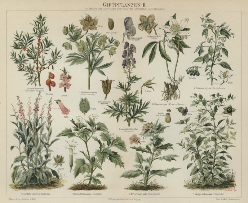 Plantas venenosas de German School