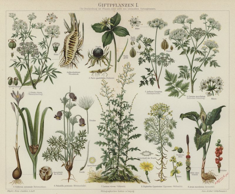 Plantas venenosas de German School
