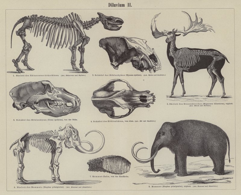 Animales prehistóricos (grabado) de German School