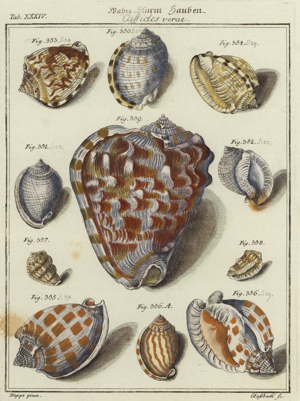 Conchas de German School