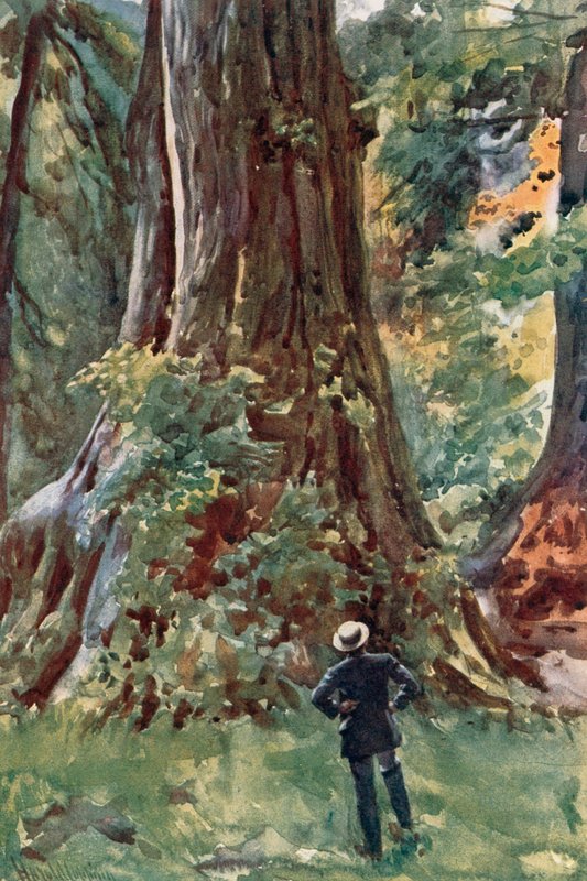 El gran árbol, Stanley Park, Vancouver de Harold Copping